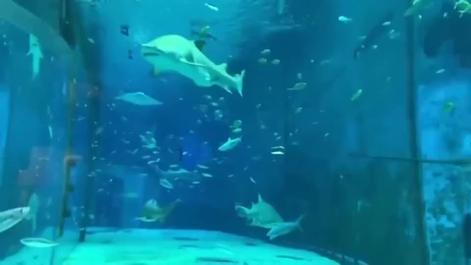 杀手6